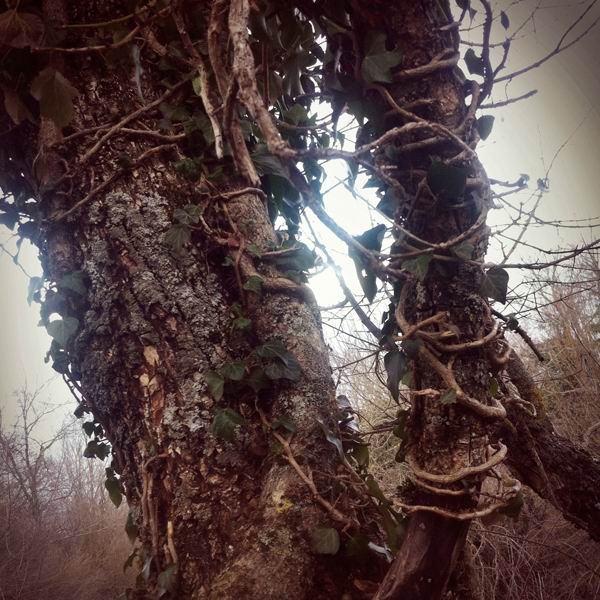 Claudia Chianese. Wood, wood, wood. Scultura, gioiello, fotografia