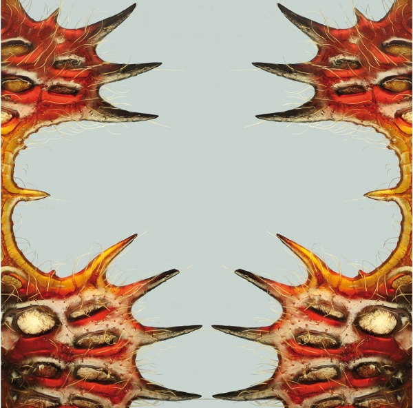 Stefano Zoia. Superfici, peregrinazioni entomologiche