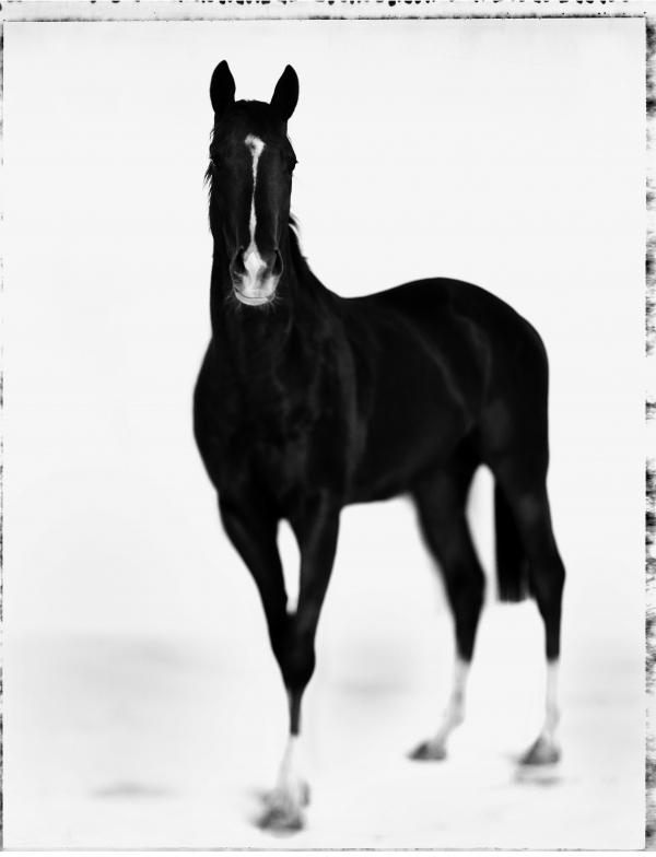 Marco Delogu. Art &amp; Horses