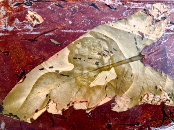 Gianluca Coppeto. Fugit Tempus