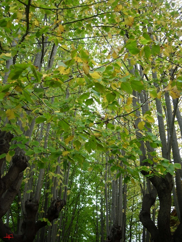 Lucia Proto. Flora. La natura del paesaggio