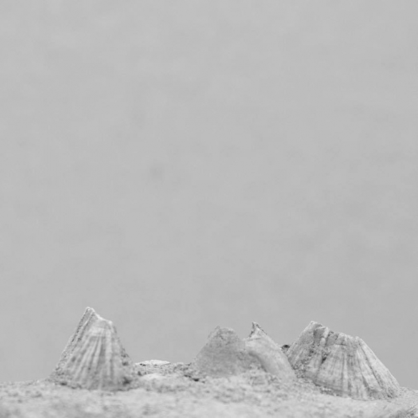 Sara Palmieri. Project Room. Il mare nascosto nella terra