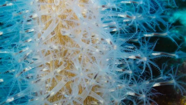 Simonepietro Canese. I colori profondi del Mediterraneo