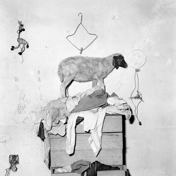 Roger Ballen. Animalism