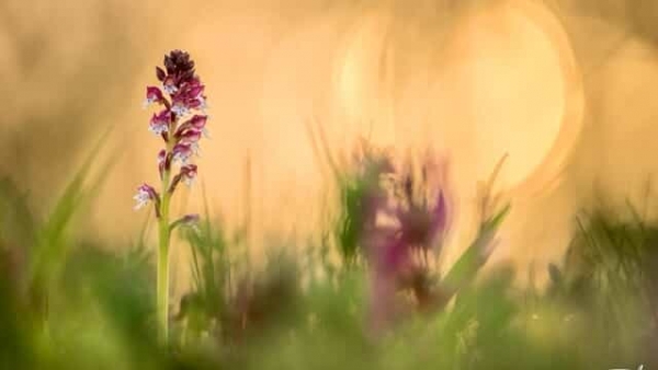 Barbara Dall'Angelo. Zefiro, vento di primavera