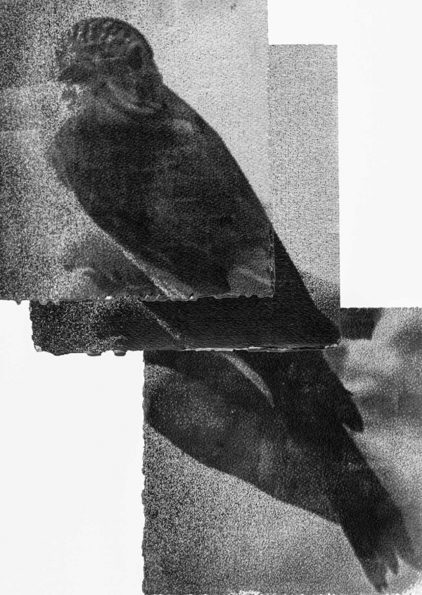 Paola Favoino. Birds are not allowed to cross the border