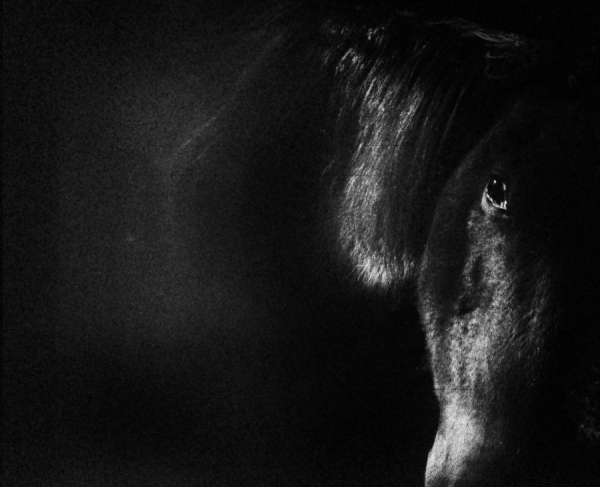 Margherita Cesaretti. Puor Les Chiens